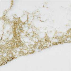 Photo of Calacata Coronado