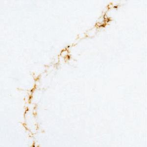 Photo of Calacata Del Mar